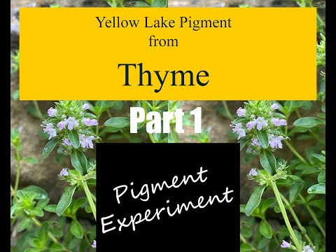 Making Yellow Lake Pigment | Part 1: Harvesting Thyme