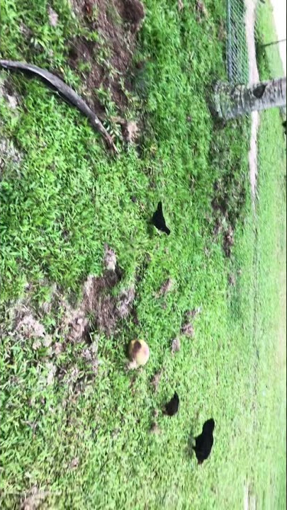 kita pegi peting zoo kat nabila agro