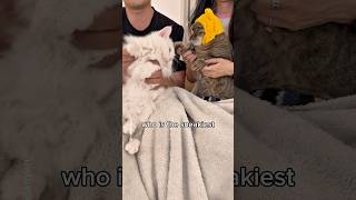 Who’s most likely to...? #shorts #cat #funny