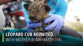 Leopard Cub Reunited With Mother In Maharashtra! by Wildlife SOS 2,708 views 2 months ago 2 minutes, 33 seconds