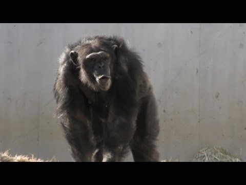 ベリー ナナ チェリーの喧嘩 Commotion Among Berry Nana And Cherry チンパンジー 多摩動物公園 Youtube ベリー ナナ チェリーの喧嘩 Commotion Among Berry Nana And Cherry チンパンジー 多摩動物公園 Youtube