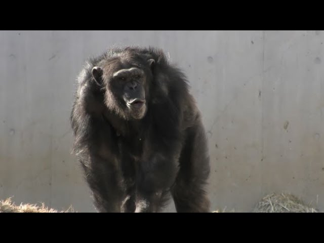 ベリー ナナ チェリーの喧嘩 Commotion Among Berry Nana And Cherry チンパンジー 多摩動物公園 Youtube ベリー ナナ チェリーの喧嘩 Commotion Among Berry Nana And Cherry チンパンジー 多摩動物公園 Youtube