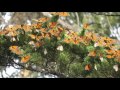 Many Thousands of Monarch Butterflies Wintering  i by Sing Lin