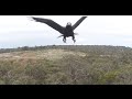 Eagle vs Drone - 2m Wedge-Tailed Eagle takes down Drone. Watch it Punch it out of the sky