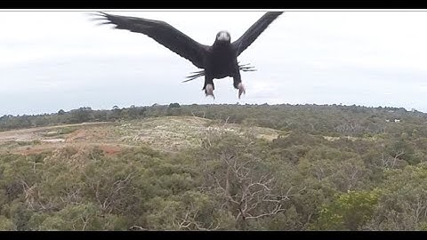 Eagle vs Drone - 2m Wedge-Tailed Eagle takes down Drone. Watch it Punch it out of the sky