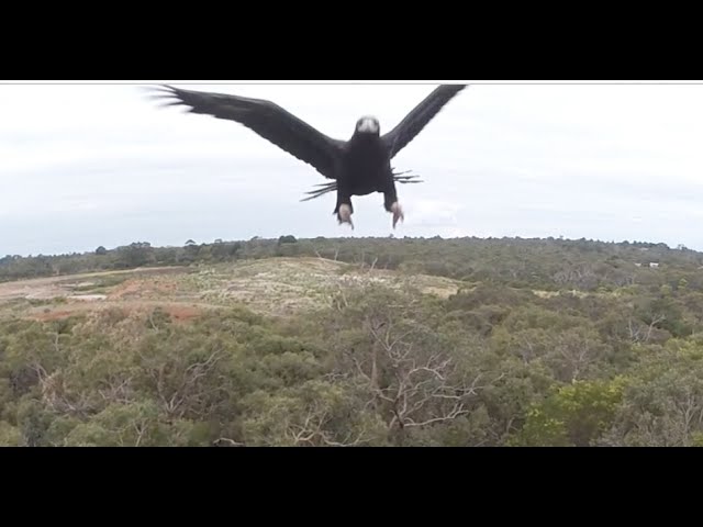 birds attacking drones