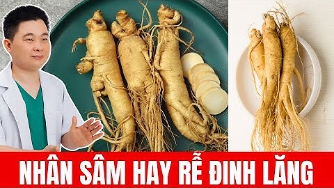 Nên Chọn Nhân Sâm Hay Rễ Đinh Lăng? Bác Sĩ Chiều
