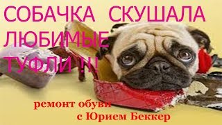 собачка скушала любимые туфли хозяйки!!!!ремонт обуви с Юрием Беккер собачка скушала любимые туфли хозяйки!!!!ремонт обуви с Юрием Беккер