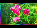 Природа родного края Полевые цветы Видео релакс🌸🌼🌻