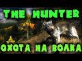 Выживание в лесу и охота на волков - The Hunter Call of the Wild. Дикая охота