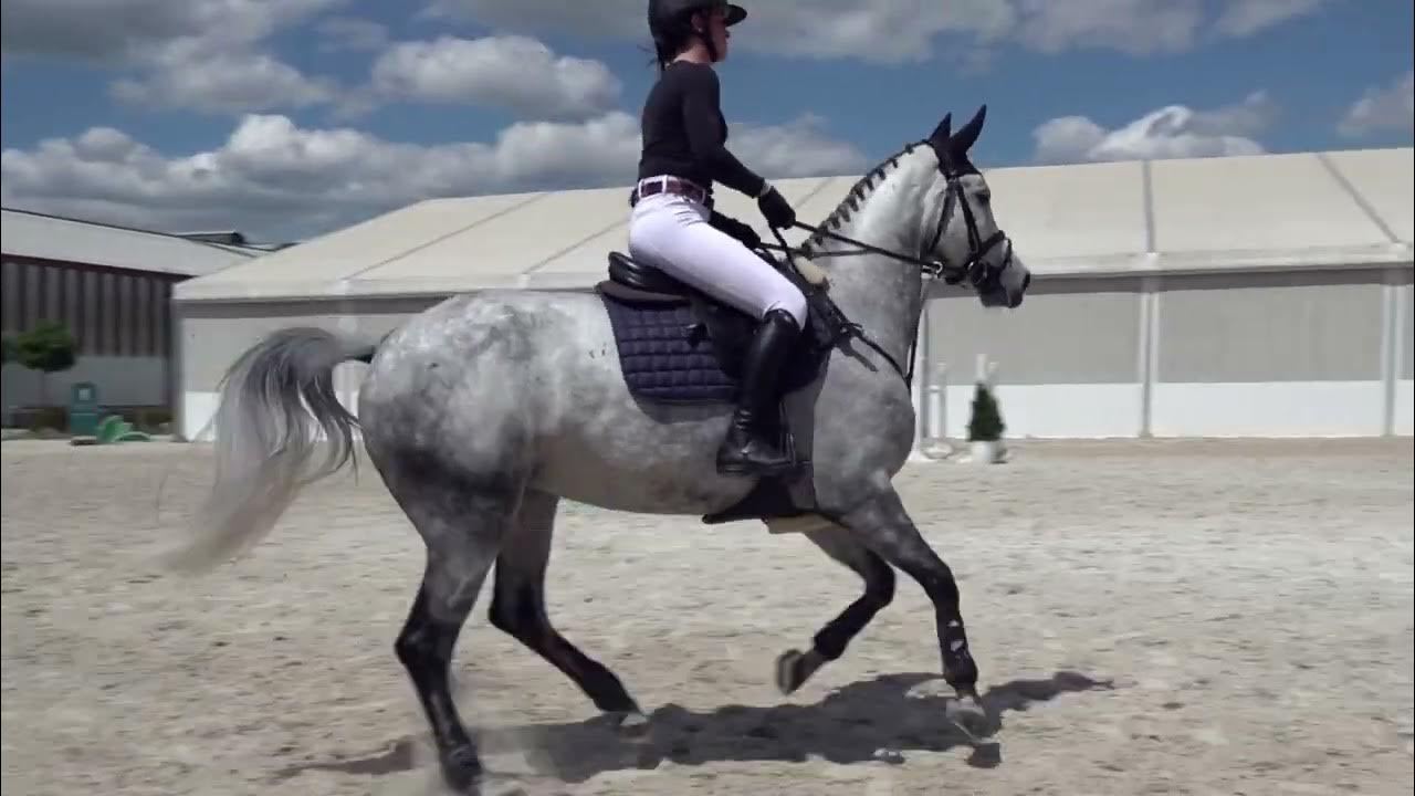 du Lys ChaccoBlue) 2016. OS mare Five Star