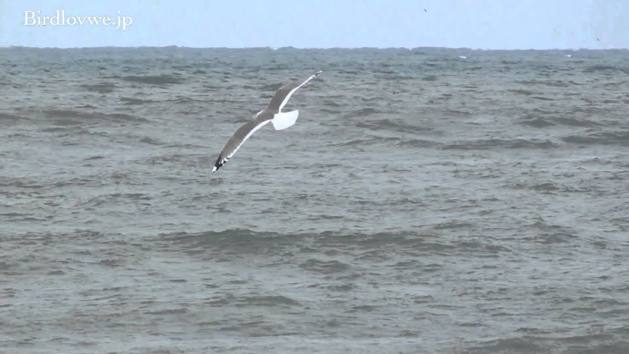 野鳥動画フィールドノート 大洗の海で出会ったカモメ Common Gull 野鳥動画フィールドノート 大洗の海で出会ったカモメ Common Gull