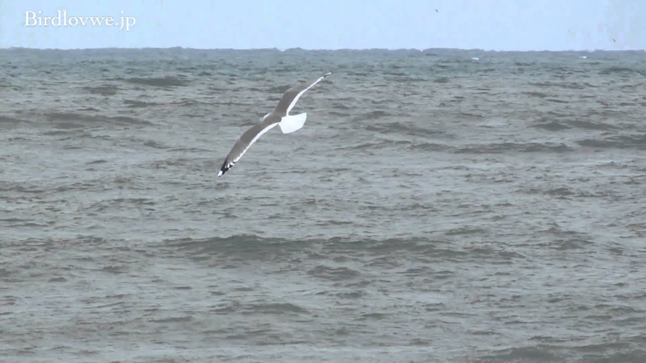 野鳥動画フィールドノート 大洗の海で出会ったカモメ Common Gull