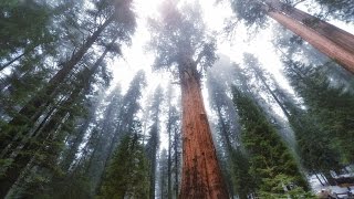 los 10 árboles mas grandes del mundo arboles gigantes del planeta