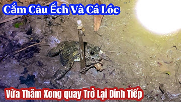 Đi Cắm Câu Ếch Và Cá Lóc Mùa Nước Nổi Vừa Thăm Xong Quay Lại Dính Tiếp / Recreational Fishing