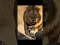 Baby Dog Saved Baby Dog from a Danger Lion #love #animal #ytshorts #save #dog #lion