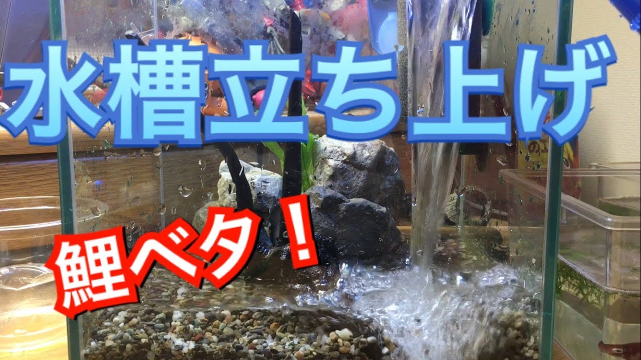 アクアリウム 鯉ベタ水槽大磯砂で立ち上げてみた Youtube