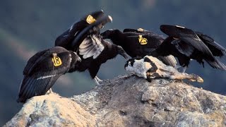 California condor. Biology. Spoken article. From Wikipedia, the free encyclopedia