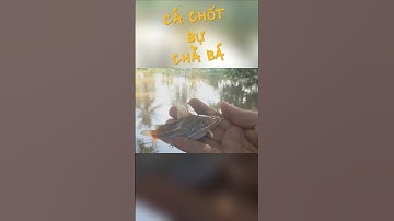 Câu cá chốt sông #thailefishing #fishing