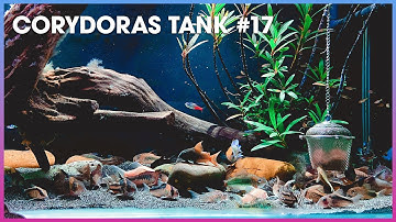 Tổng hợp các loại #Corydoras (Cá Chuột) #17
