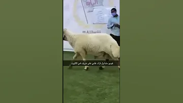 الخروف فتح المزاد 