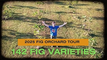 Massive 2025 Fig Orchard Tour | 142 Fig Varieties Growing and Fruiting!