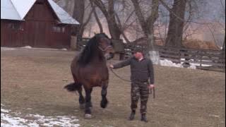 Armasarii lui Ionut Rimbu din Putna