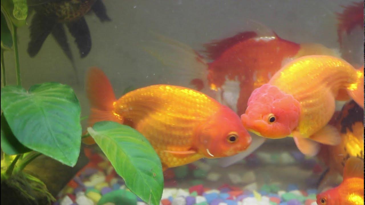 goldfish eggs hatching koi pond greenhouse japanese koi tank koi aquarium kecil koi fish growing