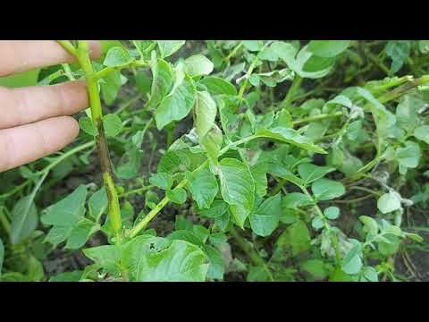 Video: Fusarium Wilt On Potatoes: Paano Gamutin ang Patatas na May Fusarium Wilt