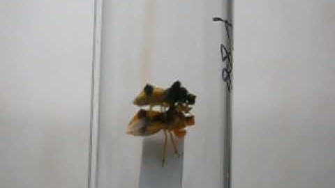 Ambush bugs courtship/struggle?