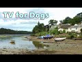 Relax Your Dog TV - Relaxing Scenes, Sounds and Nature Music for Dogs ⭐ 8 HOURS ⭐