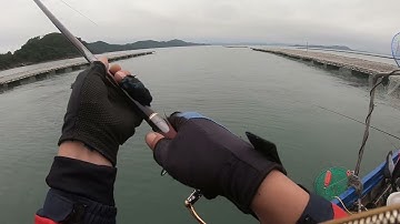 Câu iso cá Tráp 2,3kg  tại Tiên Yên