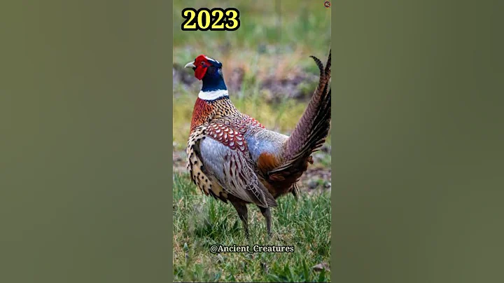 2023 Pheasant Birds and 5000 Bce Pheasant Birds || Ancient Creatures #shorts #shotsvideo #viral