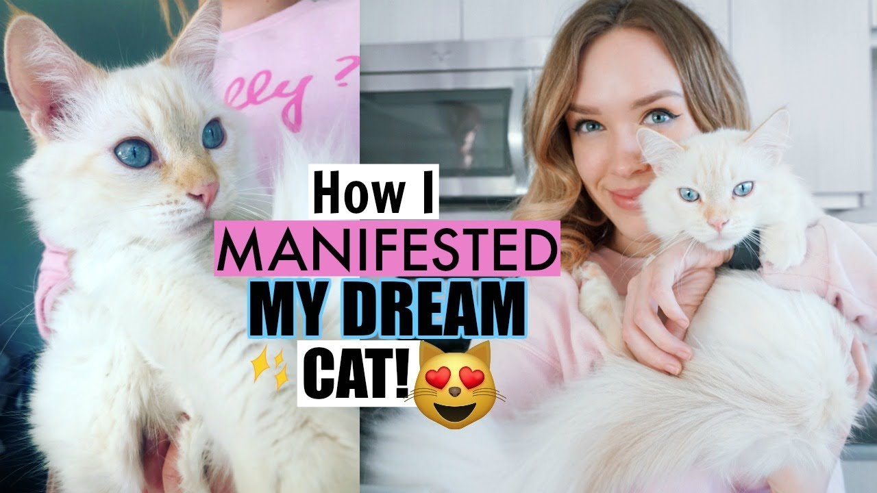 How I Manifested My DREAM Cat Louise! | Law Of Attraction Success Story - YouTube