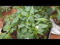 மிளகாயில் இலை  சுருட்டலை சரி செய்ய 1 ரூபாய் போதும் !!! 100% cure for Leaf curl in Chilli plants