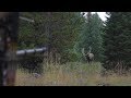 BOW HUNTING ELK IN GRIZZLY COUNTRY - EP 14 - LAND OF THE FREE
