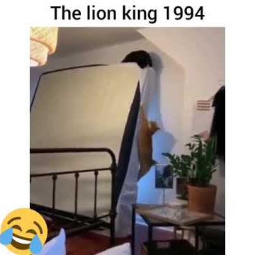 story wa 30 detik The lion king🤣🤣