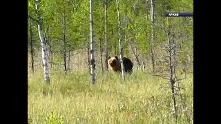 В Берёзовском районе застрелят пятерых взрослых медведей