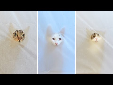 ビリビリ破るねこ。-Cats tear paper!-