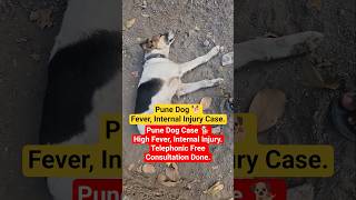 Dog Injury Case ll #shortfeed #shortsfeed #shorts #dog #trending #viral #ytshorts #youtubeshorts