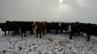 Transitioning From Fall to Winter on the Ranch by Luthi Ranch 1,108 views 5 months ago 10 minutes, 58 seconds