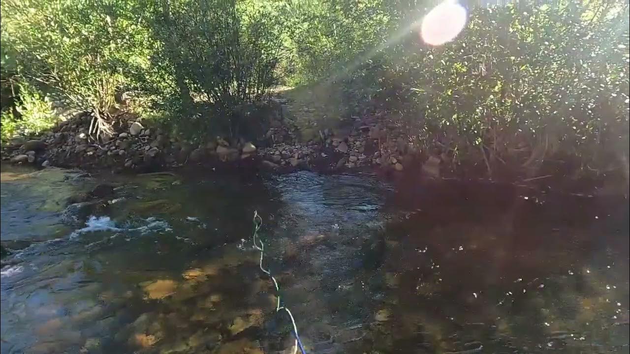 Fly Fishing Fall River, Estes Park CO YouTube