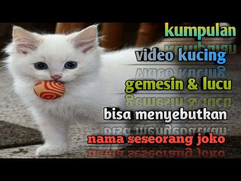  kucingzamannow kucinglucu KumpulanVide kucing  lucu 