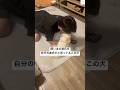 彼氏を横取りする犬‼️ #チワワ　#犬　#面白い　#かわいい #犬のいる暮らし