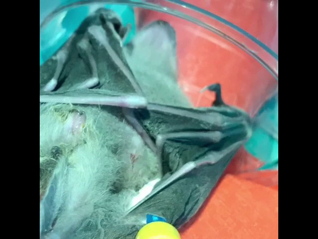 Fruit Bat rescue