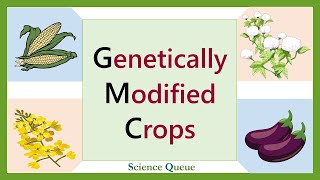 Genetically Modified Crops | Genetic Modification | Transgenic Crops