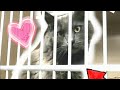 ADOPTING A CAT FROM THE ANIMAL SHELTER [Which one did I Get?] Please adopt from your animal  Shelter