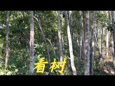 【老林赶野】今天去看一園樹，時間不夠還嫩，香農管理得非常好，棵棵都5米高