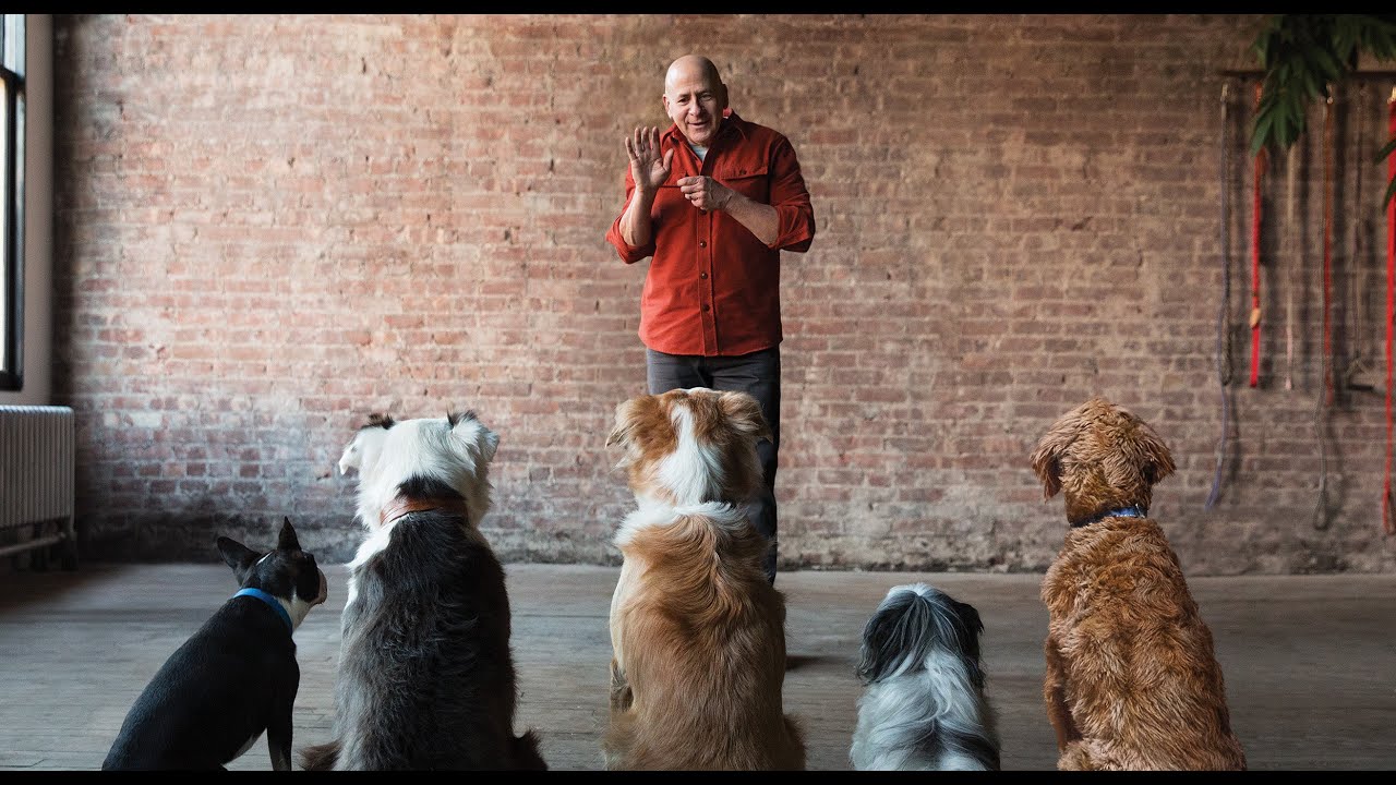 JSDT1 Dog Trainer Certification Course