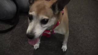 Shelley's Puppies: Adopt Sadie from the Norfolk SPCA